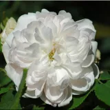 Ruža perpetual hybrid - intenzívna vôňa ruží - aróma jabĺk - biely - Rosa White Jacques Cartier