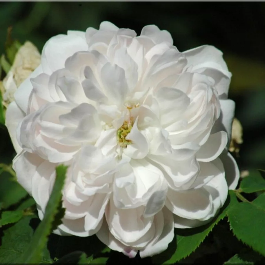 Trandafir cu parfum intens - Trandafiri - White Jacques Cartier - comanda trandafiri online