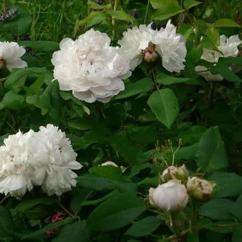 Fehér - történelmi - perpetual hibrid rózsa - intenzív illatú rózsa - alma aromájú