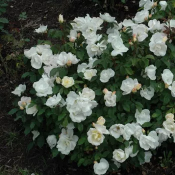 Krémfehér - virágágyi floribunda rózsa - diszkrét illatú rózsa - savanyú aromájú