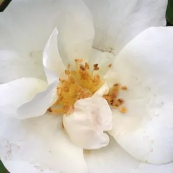 Rózsák webáruháza. - fehér - virágágyi floribunda rózsa - White Knock Out® - diszkrét illatú rózsa - savanyú aromájú - (60-80 cm)
