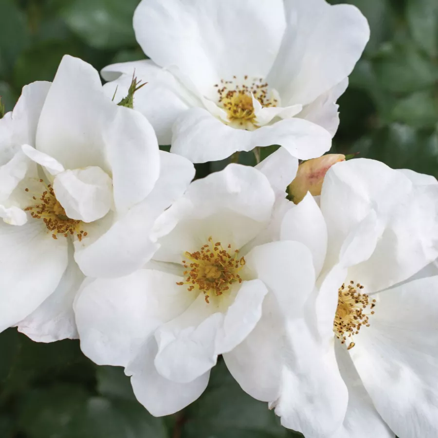 Bianca - Rosa - White Knock Out® - Produzione e vendita on line di rose da giardino