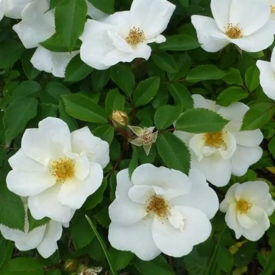 Stromčekové ruže - Stromková ruža s klasickými kvetmi - Ruža - White Knock Out® - 