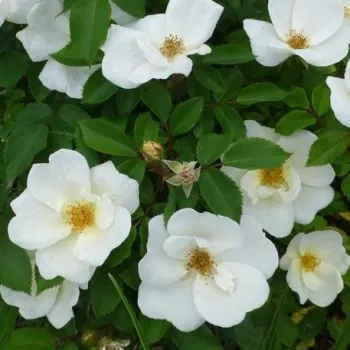 Rosa White Knock Out® - alb - trandafiri pomisor - Trandafir copac cu trunchi înalt – cu flori simpli