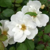 Vrtnice Floribunda - Diskreten vonj vrtnice - bela - Rosa White Knock Out®