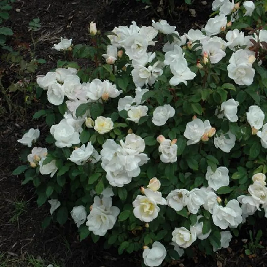 Egyszerű virágú - Rózsa - White Knock Out® - online rózsa vásárlás