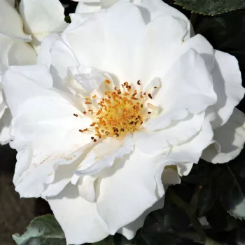 Online rózsa kertészet - fehér - virágágyi floribunda rózsa - White Magic™ - diszkrét illatú rózsa - fahéj aromájú - (80-100 cm)