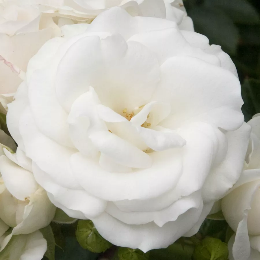 Virágágyi floribunda rózsa - Rózsa - White Magic™ - Online rózsa rendelés