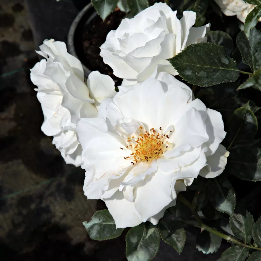 Biały - Róża - White Magic™ - Szkółka Róż Rozaria