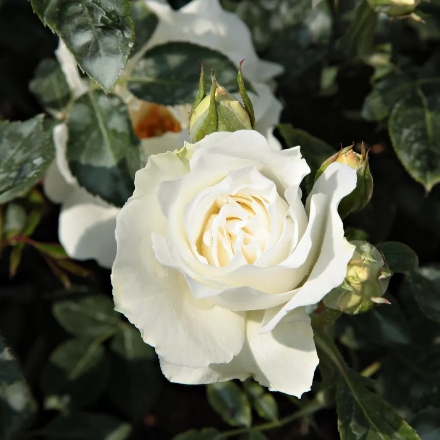 Róża z dyskretnym zapachem - Róża - White Magic™ - Szkółka Róż Rozaria