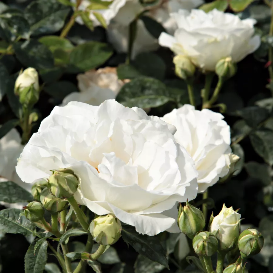 JACare - Rosa - White Magic™ - Produzione e vendita on line di rose da giardino