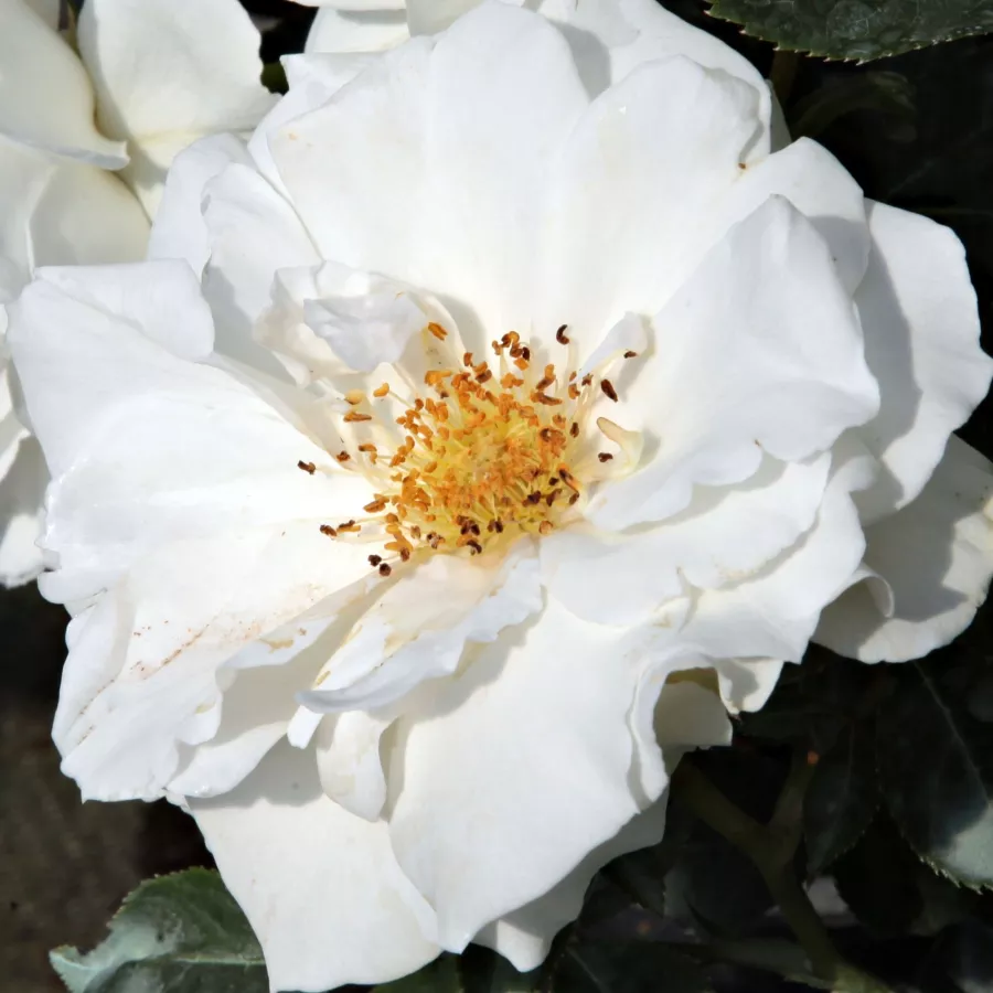 Floribunda - Rosa - White Magic™ - Produzione e vendita on line di rose da giardino