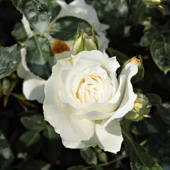 Rosa White Magic™ - alb - trandafiri pomisor - Trandafir copac cu trunchi înalt – cu flori în buchet