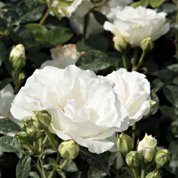 Bianco crema con scorrimento giallo - Rose per aiuole (Polyanthe – Floribunde) - Rosa ad alberello0