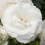 Vrtnice Floribunda - Diskreten vonj vrtnice - bela - Rosa White Magic™