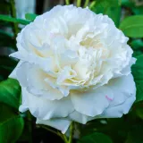 Engleska ruža - bijela - diskretni miris ruže - Rosa White Mary Rose™ - Narudžba ruža