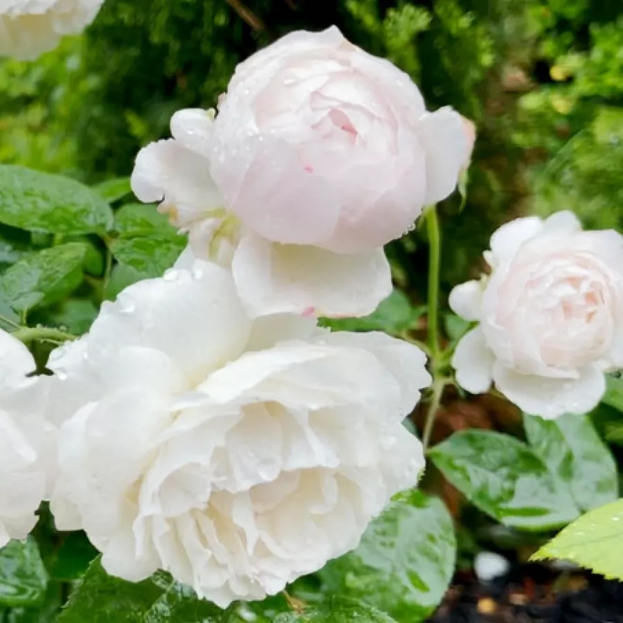 Blanche - Rosier - White Mary Rose™ - Rosier achat en ligne
