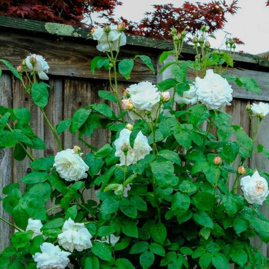 Diszkrét illatú rózsa - Rózsa - White Mary Rose™ - Online rózsa rendelés
