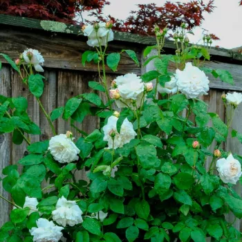 Rosa White Mary Rose™ - biely - anglická ruža