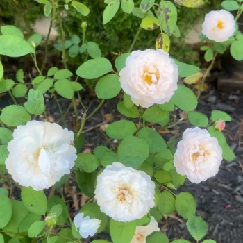 Fehér - angol rózsa - diszkrét illatú rózsa - szegfűszeg aromájú