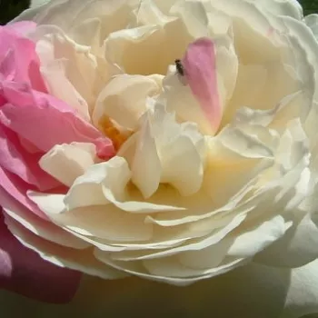 Online rózsa webáruház - angol rózsa - fehér - diszkrét illatú rózsa - szegfűszeg aromájú - White Mary Rose™ - (100-120 cm)