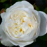 Biely - stromčekové ruže - Rosa White Mary Rose™ - mierna vôňa ruží - klinčeková aróma
