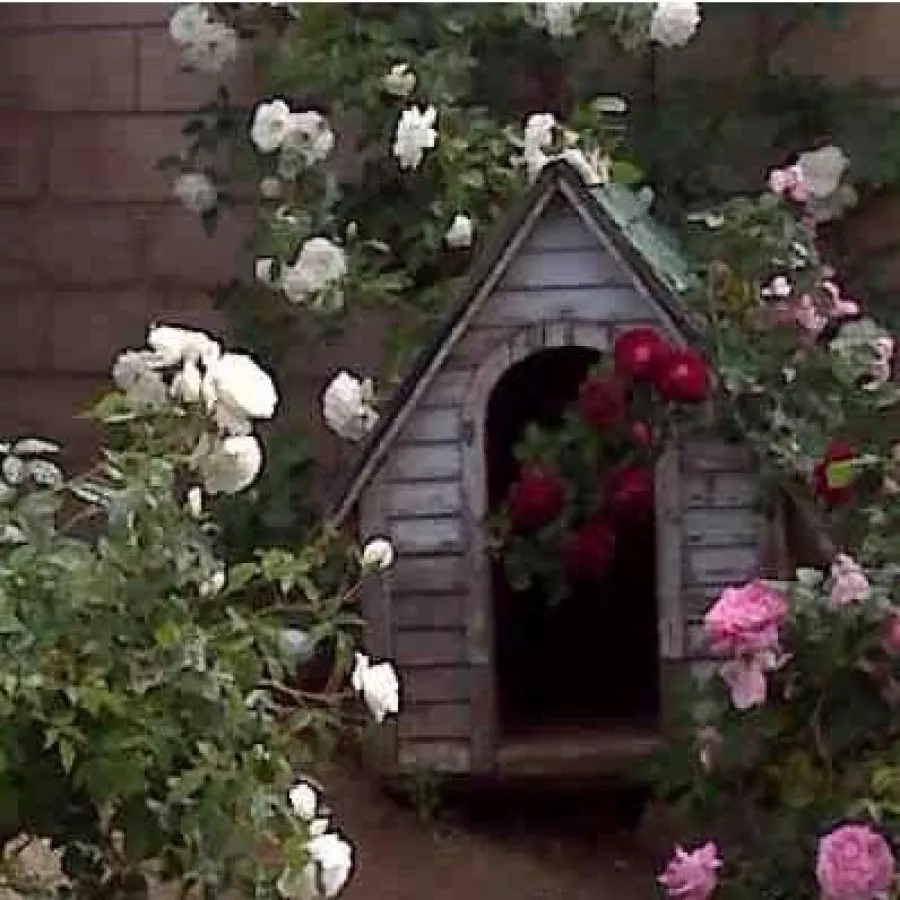 120-150 cm - Rosa - White Mary Rose™ - 