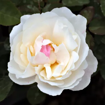 Rosa White Mary Rose™ - bílá - stromkové růže - Stromkové růže, květy kvetou ve skupinkách