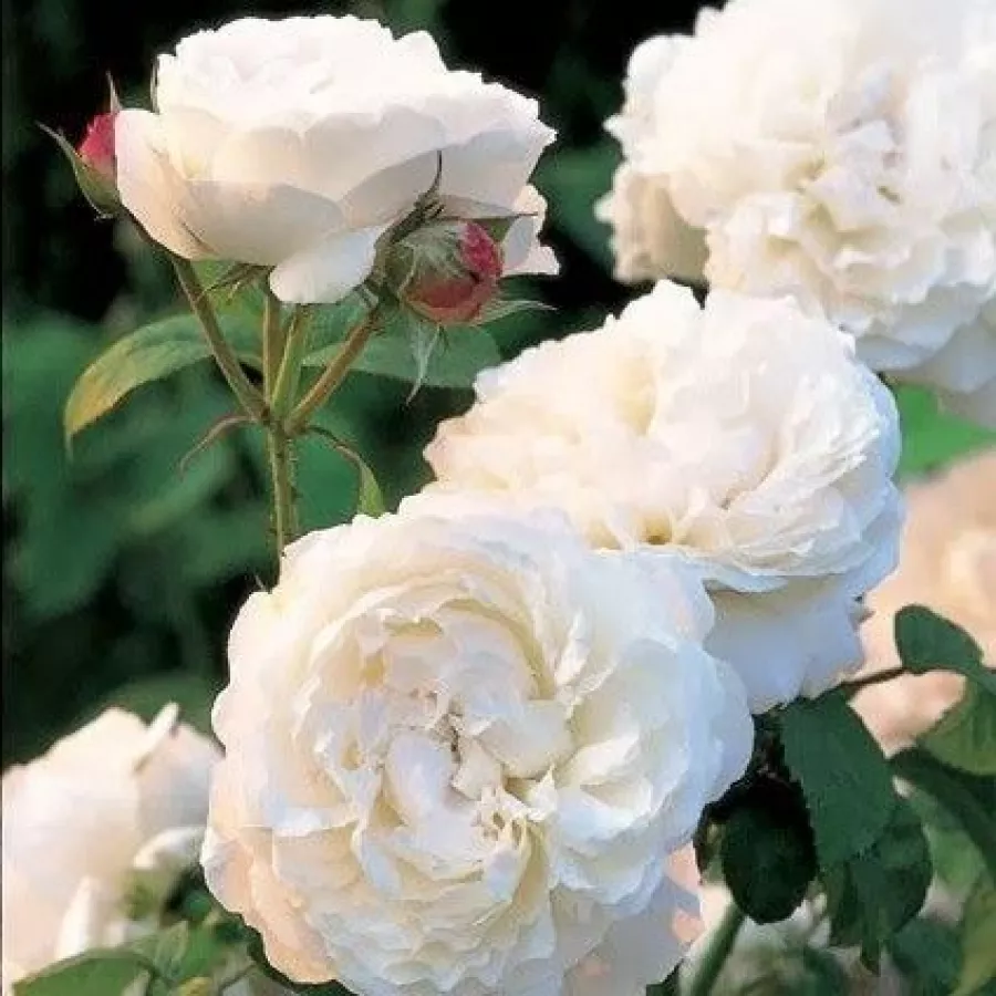 Trandafiri englezești - Trandafiri - White Mary Rose™ - comanda trandafiri online