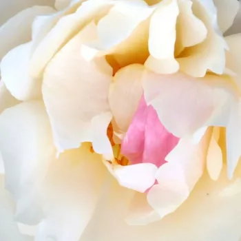 Rosen Online Shop - englische rosen - weiß - Rosa White Mary Rose™ - diskret duftend - David Austin - Weisse Englische Rose, mit zartpinken Knospen und weissen Blumen.