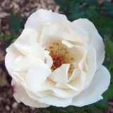 Fehér - virágágyi grandiflora - floribunda rózsa - Online rózsa vásárlás - Rosa White Queen Elizabeth - közepesen illatos rózsa - vanilia aromájú
