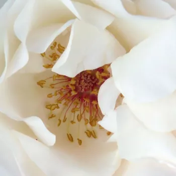 Rózsa kertészet - fehér - virágágyi grandiflora - floribunda rózsa - White Queen Elizabeth - közepesen illatos rózsa - vanilia aromájú - (180-250 cm)