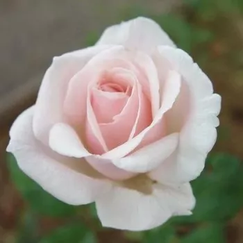Fehér - rózsaszín árnyalat - virágágyi grandiflora - floribunda rózsa   (180-250 cm)
