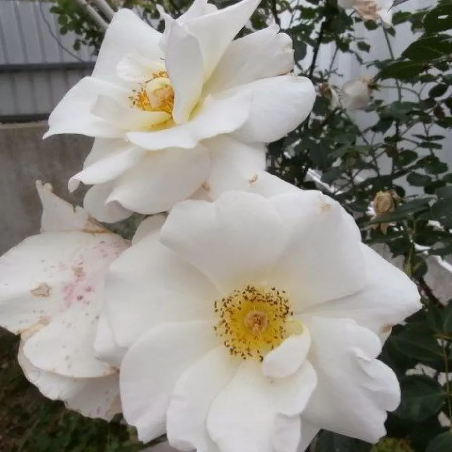Banner - Rosa - White Queen Elizabeth - rosal de pie alto