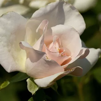 Rosa White Queen Elizabeth - biely - záhonová ruža - grandiflora - floribunda