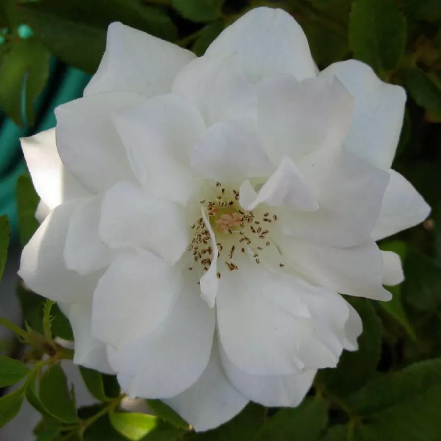 Bianca - Rosa - White Swan - Produzione e vendita on line di rose da giardino