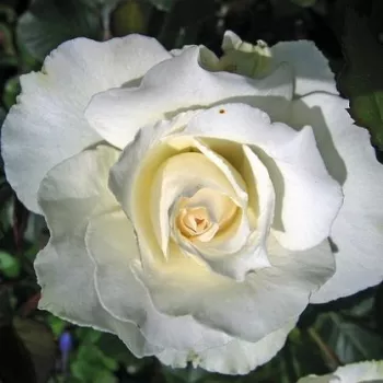 Fehér - teahibrid rózsa - diszkrét illatú rózsa - kajszibarack aromájú