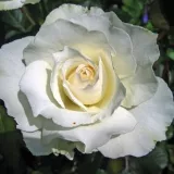 Stromčekové ruže - biely - Rosa White Swan - mierna vôňa ruží - marhuľa