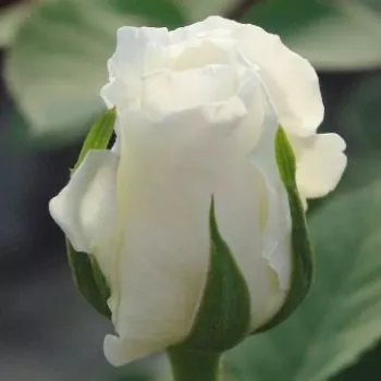 Rosa White Swan - blanche - rosier haute tige - Fleurs hybrid de thé