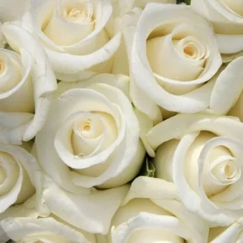 Ruže - eshop  - stromčekové ruže - Stromkové ruže s kvetmi čajohybridov - biely - White Swan - mierna vôňa ruží - marhuľa