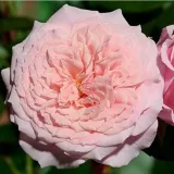 Rózsaszín - nosztalgia rózsa - Online rózsa vásárlás - Rosa William Christie™ - diszkrét illatú rózsa - barack aromájú