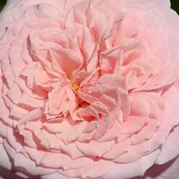 Rózsa rendelés online - rózsaszín - nosztalgia rózsa - William Christie™ - diszkrét illatú rózsa - barack aromájú - (90-120 cm)
