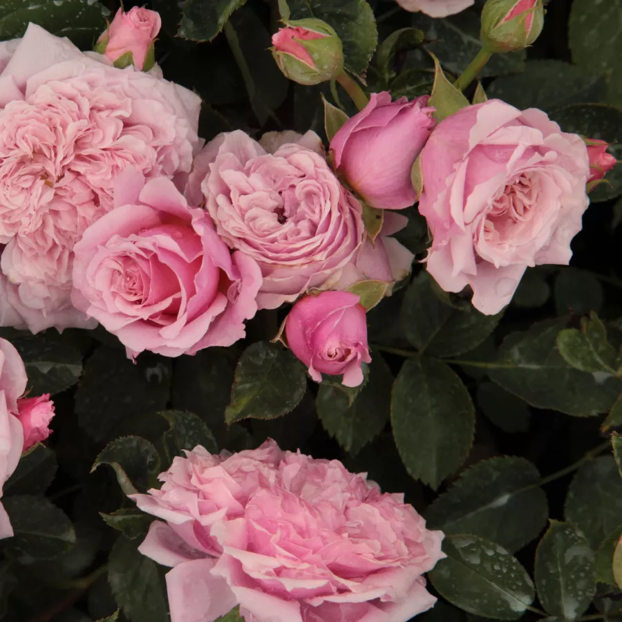 Rosa - Rosa - William Christie™ - Produzione e vendita on line di rose da giardino