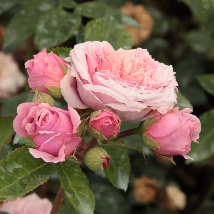 Diszkrét illatú rózsa - Rózsa - William Christie™ - Online rózsa rendelés