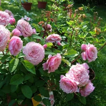 Rózsaszín - angolrózsa virágú- magastörzsű rózsafa  - diszkrét illatú rózsa - barack aromájú