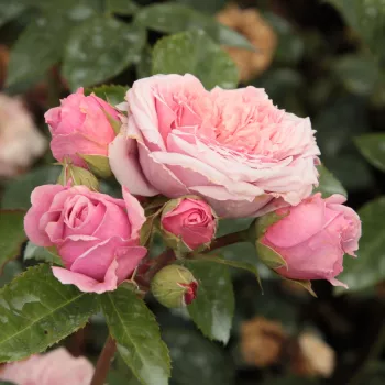Rosa William Christie™ - rózsaszín - magastörzsű rózsa - angolrózsa virágú