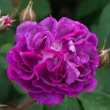 Lila - történelmi - moha rózsa - Online rózsa vásárlás - Rosa William Lobb - intenzív illatú rózsa - damaszkuszi aromájú