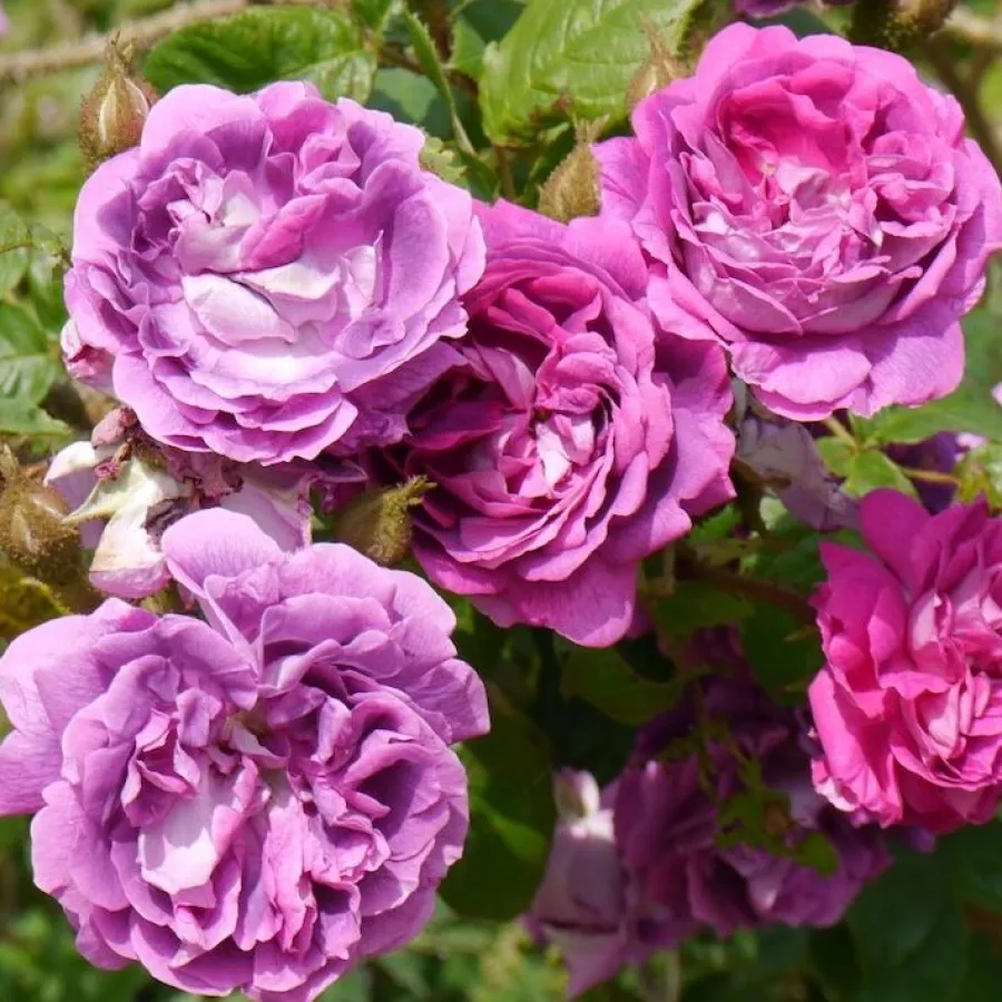Porpora - Rosa - William Lobb - Produzione e vendita on line di rose da giardino