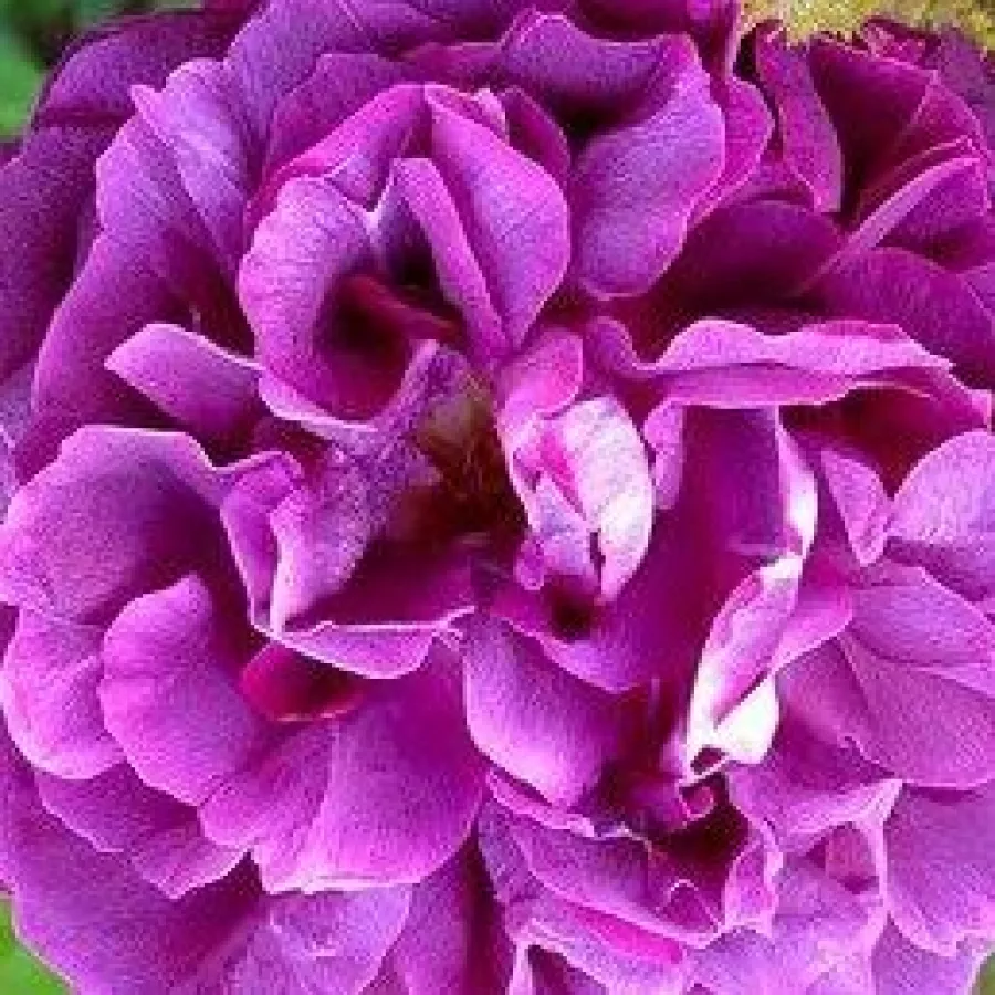 Moss - Róża - William Lobb - Szkółka Róż Rozaria