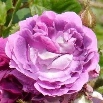 Rosa William Lobb - fioletowy - róża pienna - Róże pienne - z kwiatami róży angielskiej